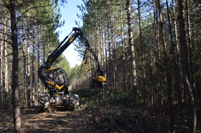Tree harvester working a row of tall pines in a managed forest